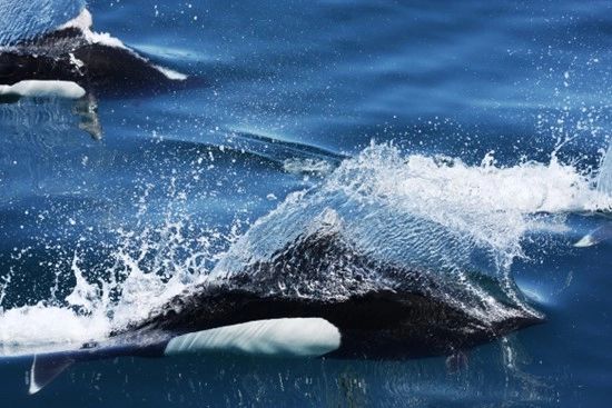 Dolphins