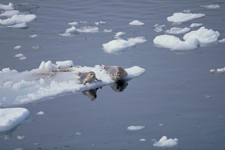 Seals
