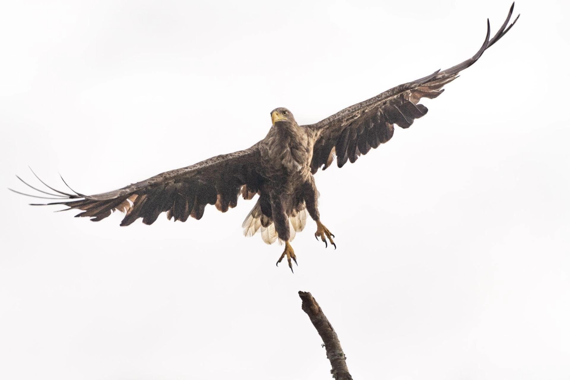 White-tailed Eagles