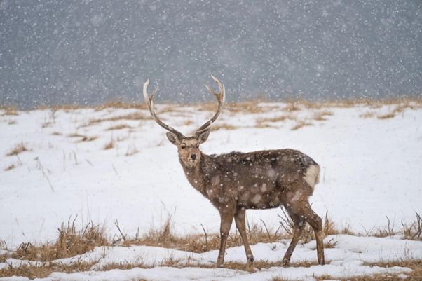 Ezo deer