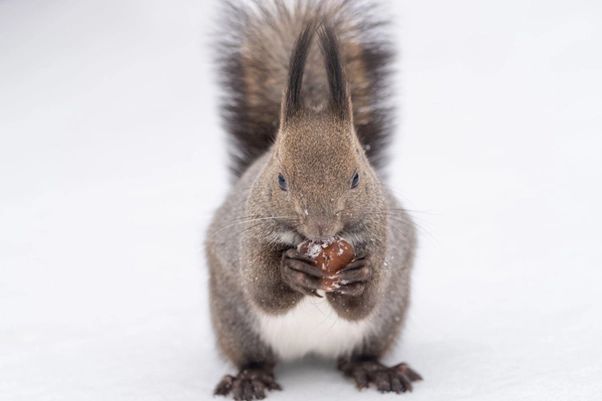Ezo squirrel