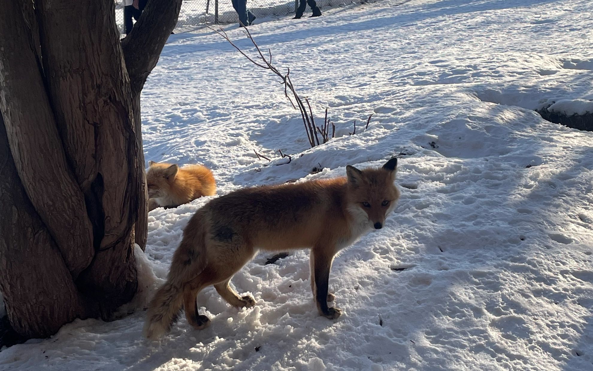 Kita Kitsune Ranch