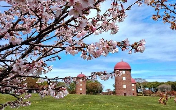 Cherry blossoms and silo at Meiji Park