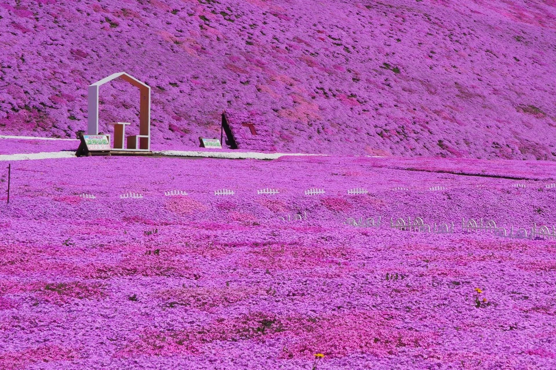 Higashimokoto Moss Phlox