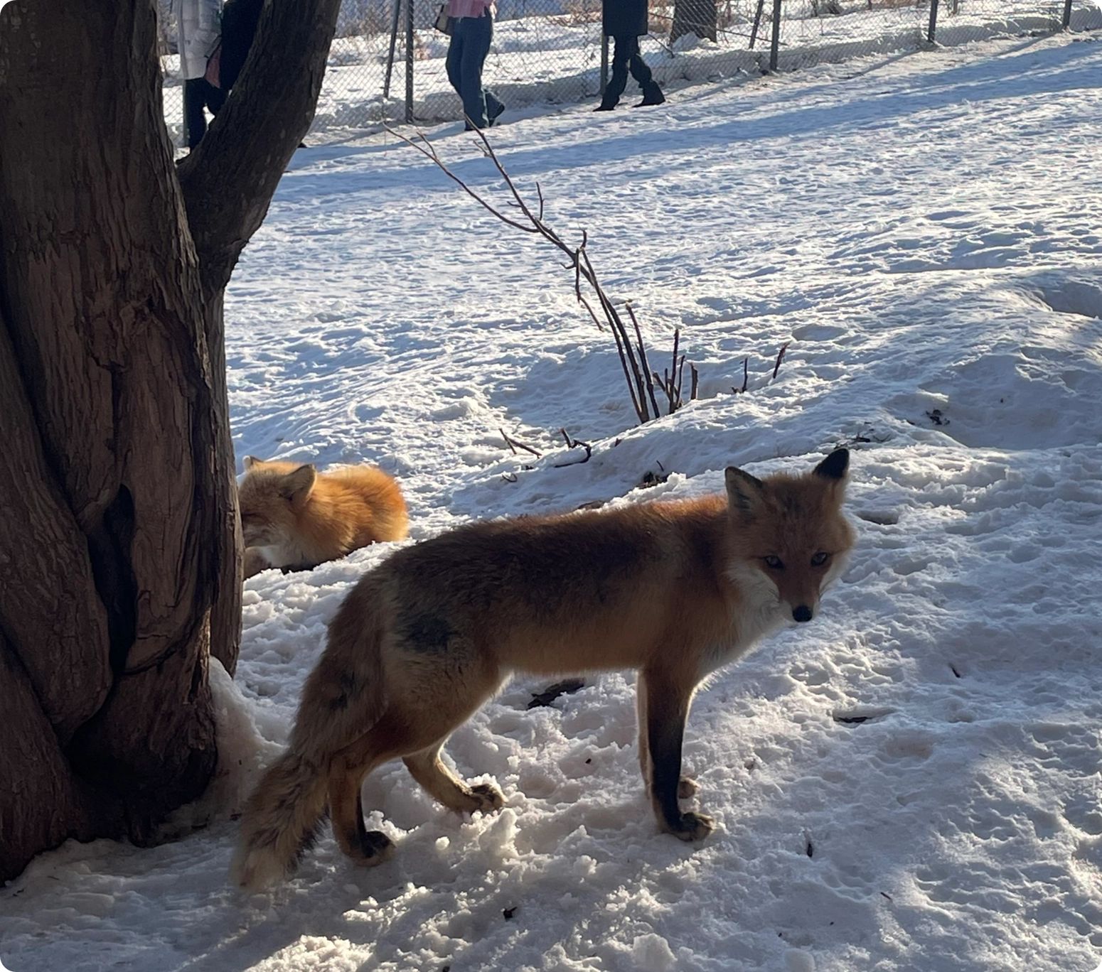 Kitakitsune Fox Farm