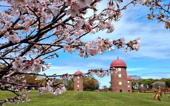 明治公園の桜とサイロ