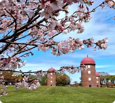 明治公園の桜とサイロ