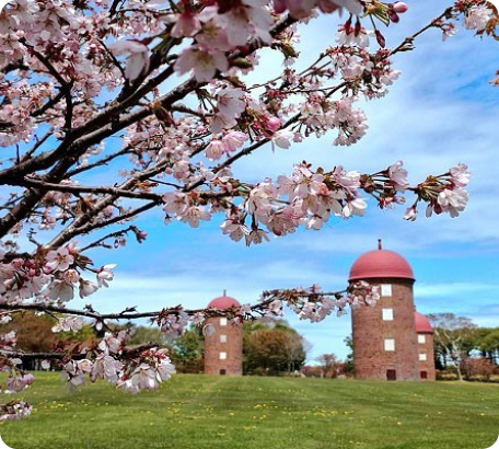 明治公園の桜とサイロ