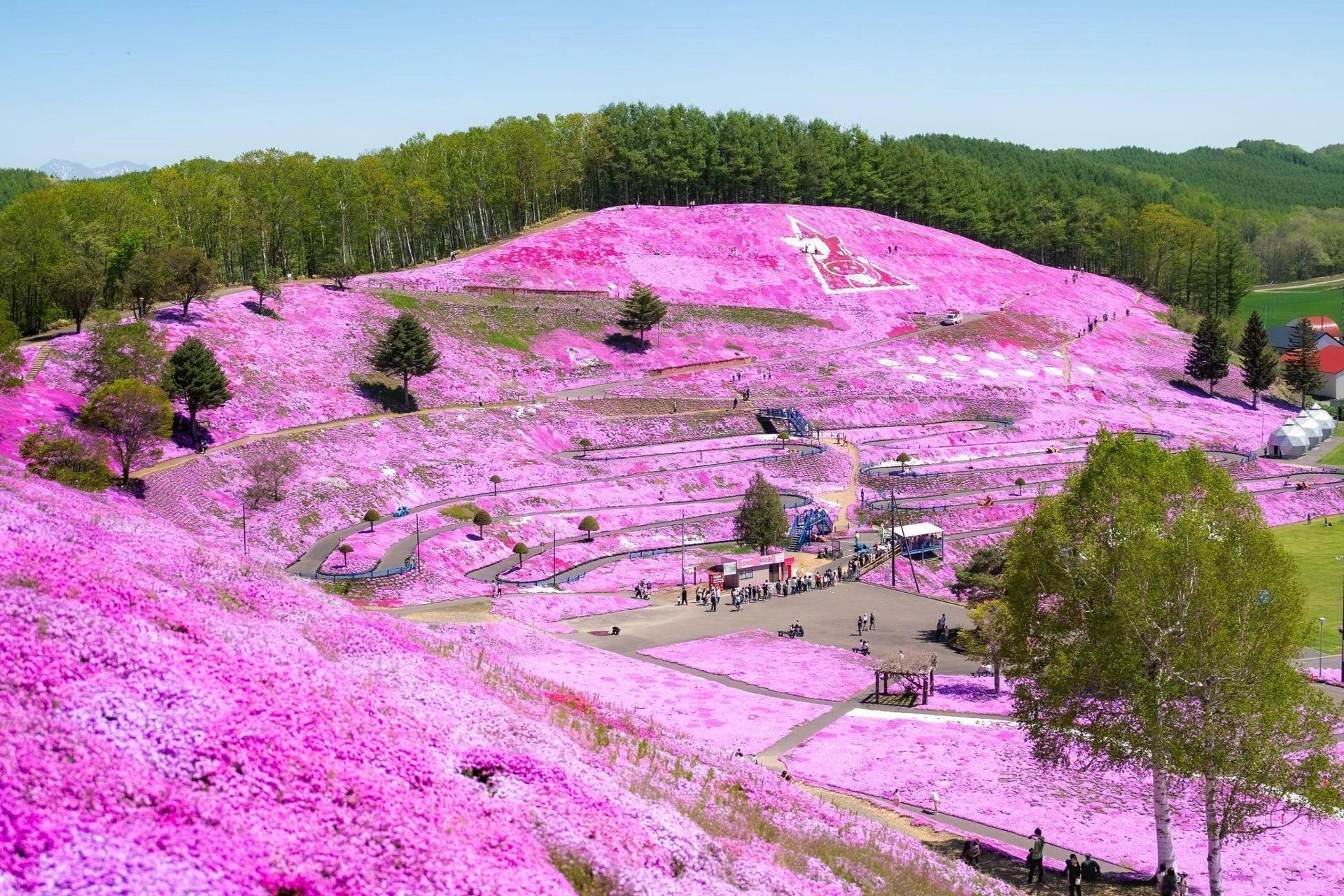 东藻琴芝樱公园